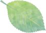 leaf